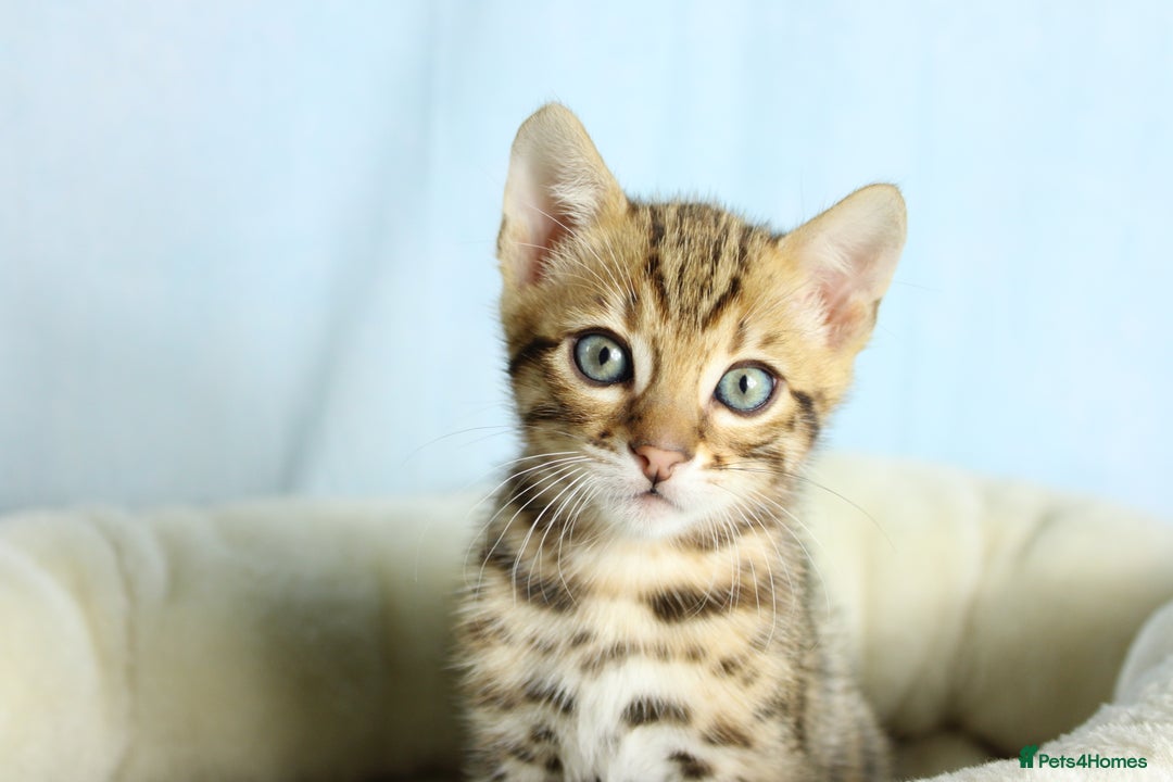 Bengal cats for sale: 🔥Absolute stunning Bengals for reservation🔥 - Image 4