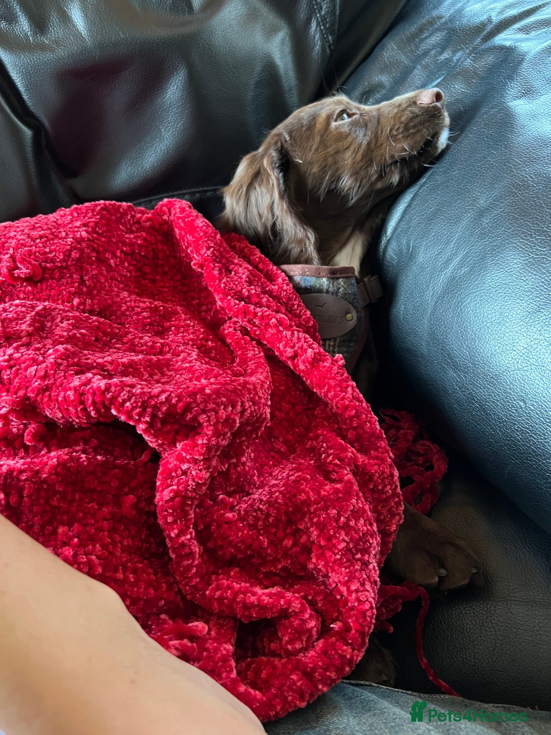 Cocker Spaniel dogs for sale: A beautiful chocolate cocker spaniel girl - Image 6