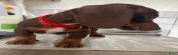 Miniature Dachshund dogs for sale: Ready in 4 days! - Advert 3