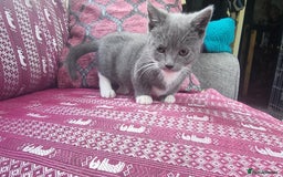 Munchkin cats for sale: Munchkin x Scottish Fold - Image 9