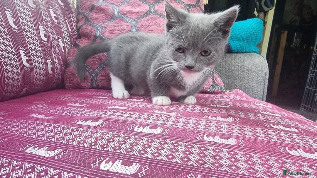 Munchkin cats for sale: Munchkin x Scottish Fold - Image 9