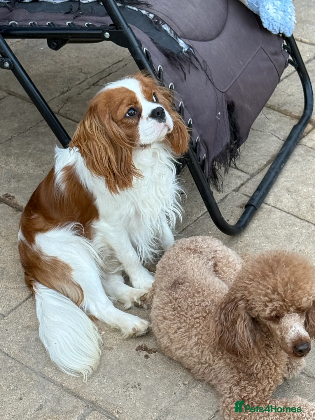 Cavalier King Charles Spaniel dogs for sale: Adult Blenheim cavalier 18 months old entire male. - Advert 4