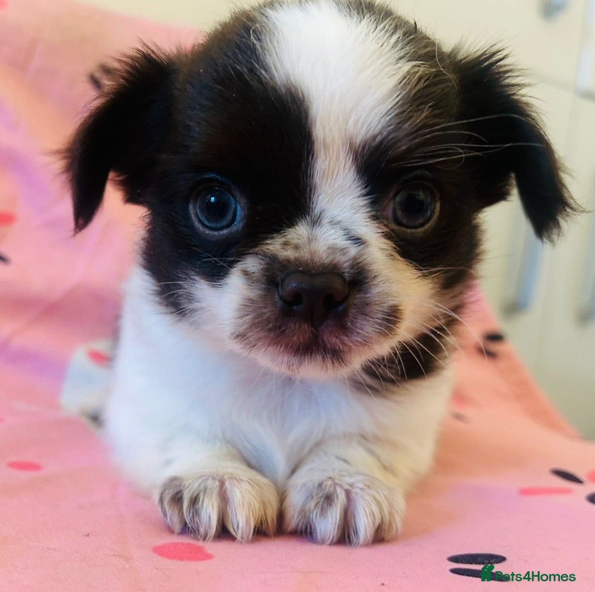 Mixed Breed dogs Chinese Crested Hairless x Chihuahua - Advert 3