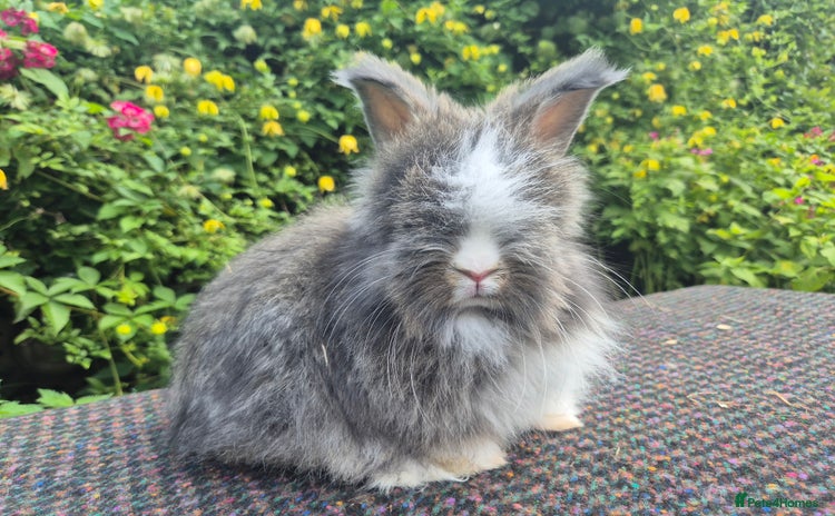 Angora rabbits - Advert 2