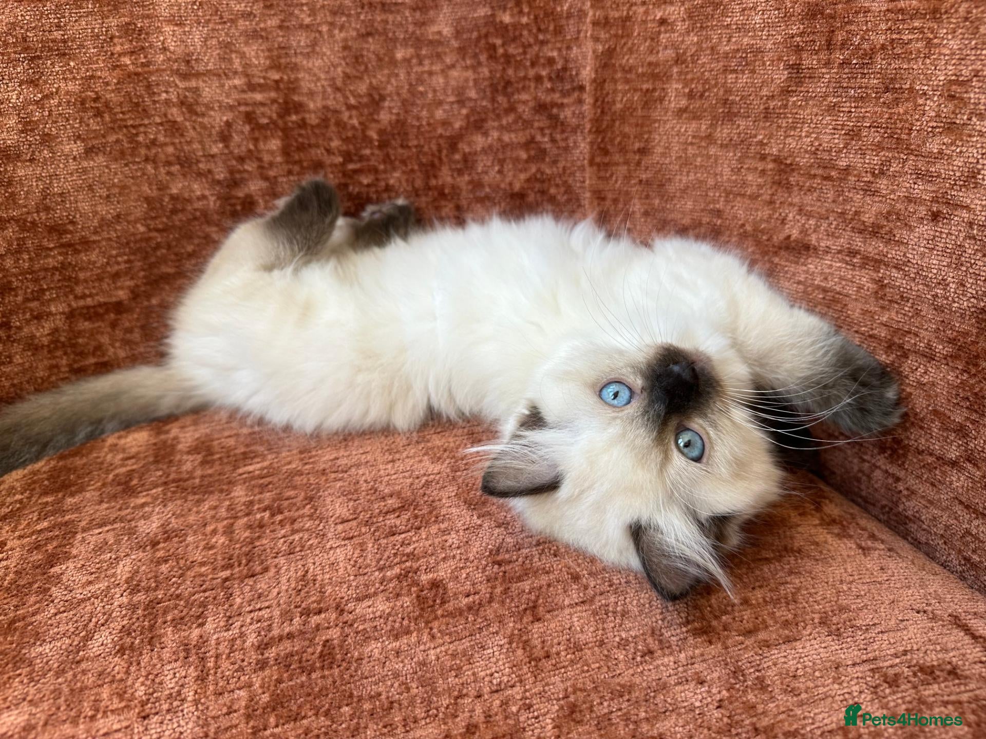 Ragdoll cats Ethically-raised GCCF seal colourpoint ragdoll   - Advert 1