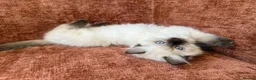 Ragdoll cats for sale: Ethically-raised GCCF seal colourpoint ragdoll   - Advert 1