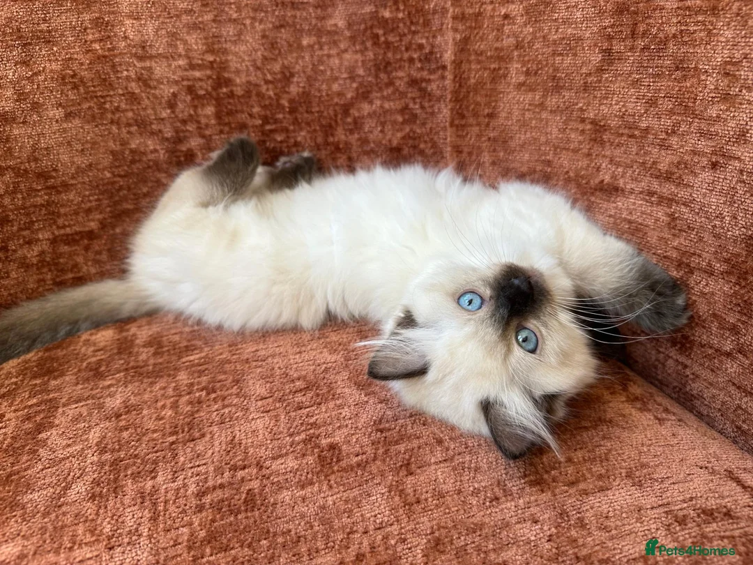 Ragdoll cats for sale: Ethically-raised GCCF seal colourpoint ragdoll   - Advert 1