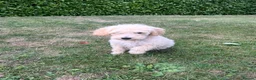 Goldendoodle dogs for sale: Standard GoldenDoodle Puppies - Advert 6