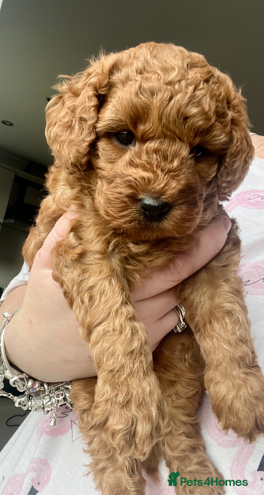 Cockapoo dogs for sale: ⭐️ BEAUTIFUL RED GIRL COCKAPOO⭐️ - Advert 1