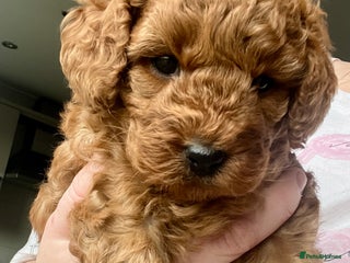 Cockapoo dogs ⭐️ BEAUTIFUL RED GIRL COCKAPOO⭐️ - Advert 1