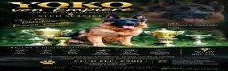 German Shepherd dogs for stud: Yoko von Empiere– AVAILABLE FOR STUD - Advert 1