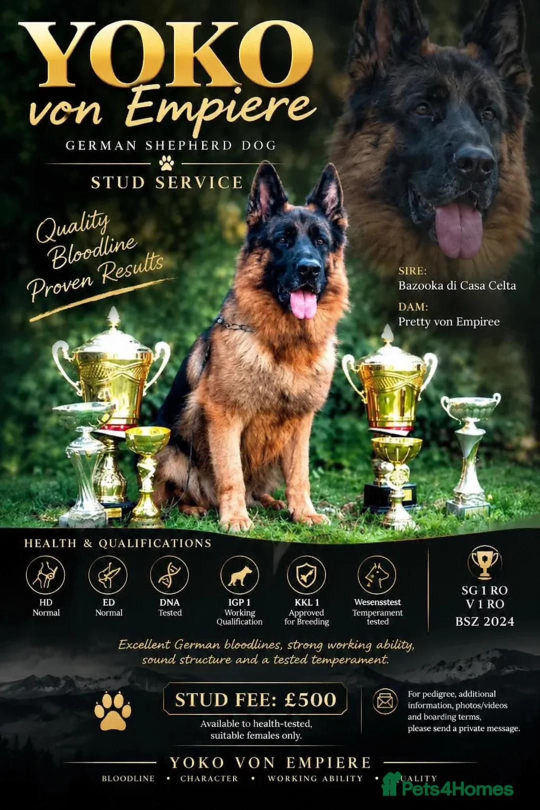 German Shepherd dogs for stud: Yoko von Empiere– AVAILABLE FOR STUD - Advert 1