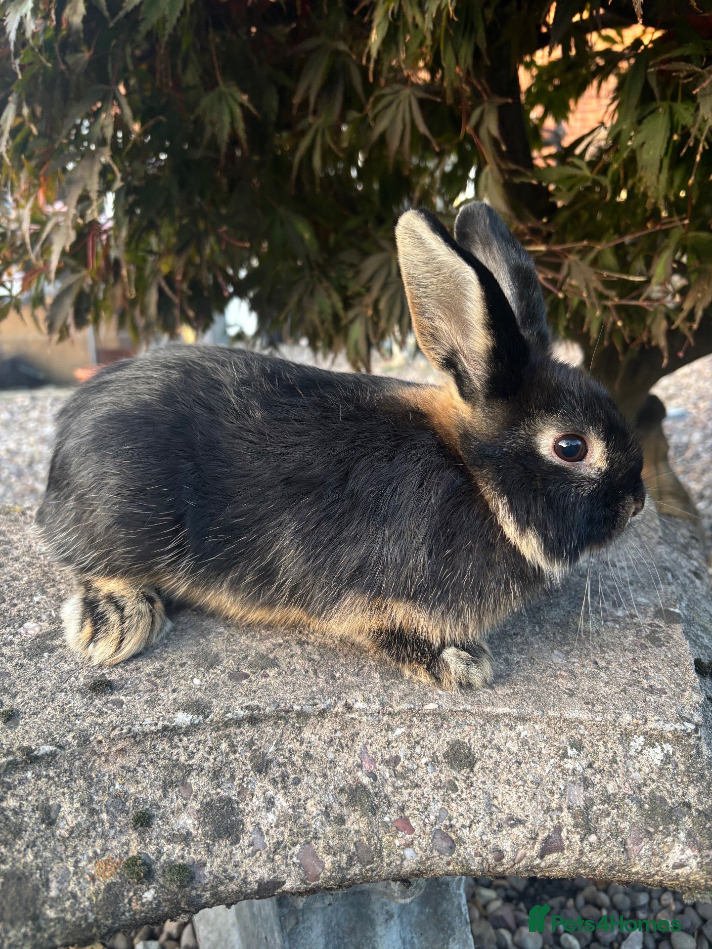 Mixed Breed rabbits for sale: 3 mini lop cross 1 female 2 male - Advert 2