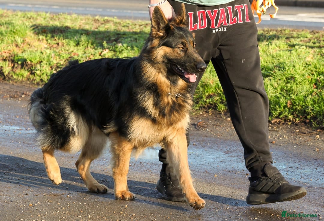 German Shepherd dogs for sale: Beautiful 11 month old Dark Sable Boy - Advert 3