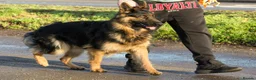 German Shepherd dogs for sale: Beautiful 11 month old Dark Sable Boy - Advert 3