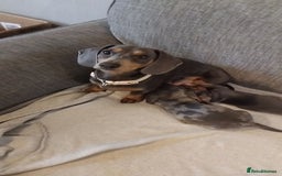 Miniature Dachshund dogs for sale: Miniature Dachshund Puppies Ready for new Homes - Image 5