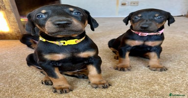 Dobermann dogs KC registered health tested Doberman puppies - Advert 2