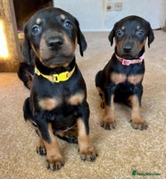 Dobermann dogs KC registered health tested Doberman puppies - Advert 2