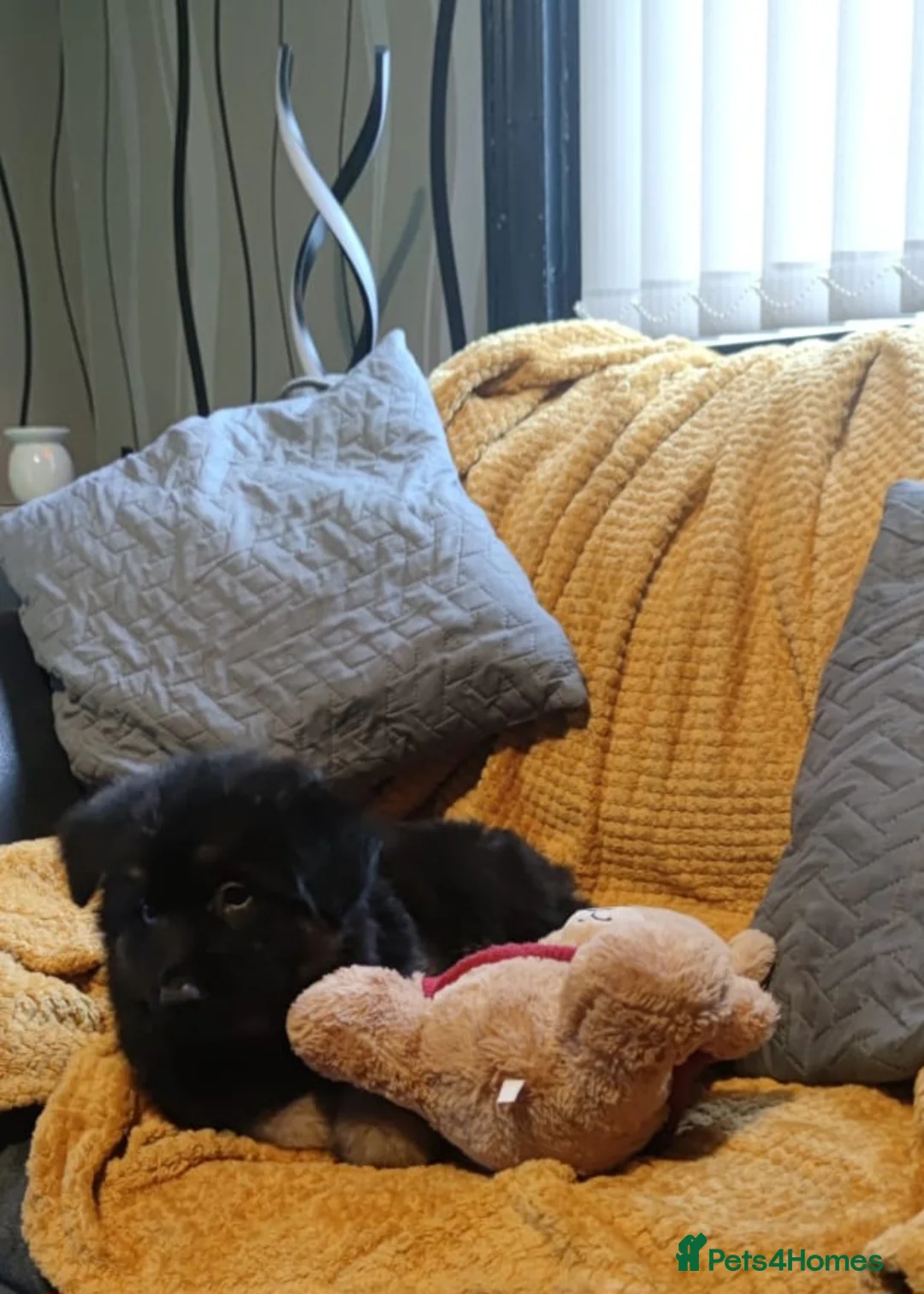 German Shepherd dogs for sale: Kc registered German shepherd puppies - Advert 12