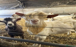 Goats livestock for sale: Pigmy goats  - Image 3