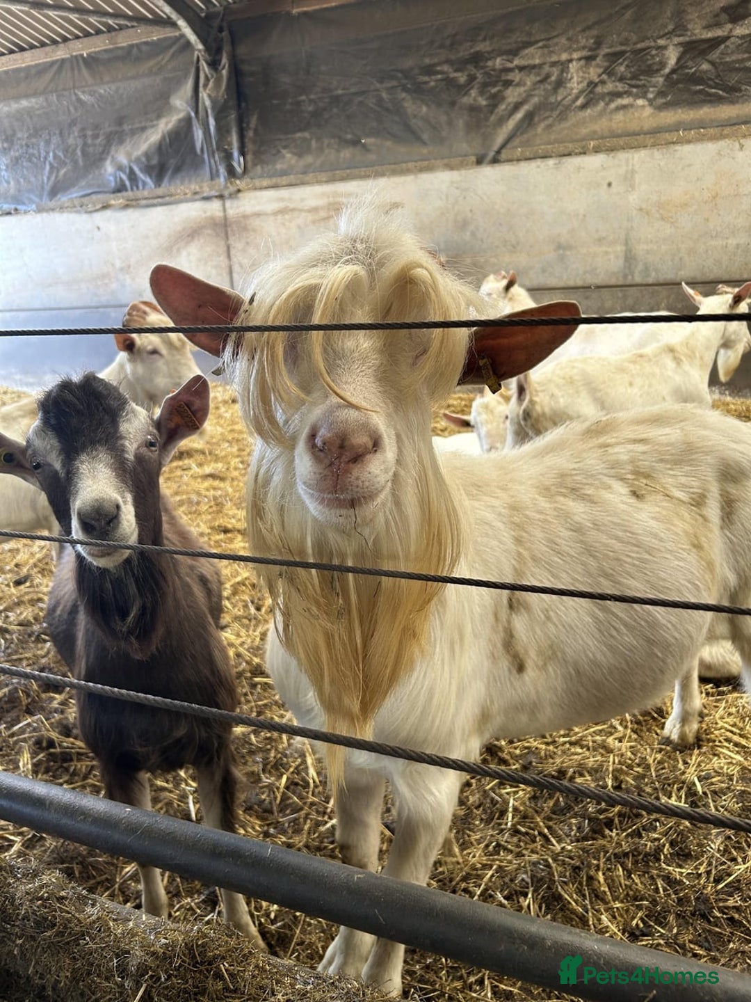Goats livestock for sale: Pigmy goats  - Image 3
