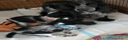 Cocker Spaniel dogs for sale: Show type cocker spaniel puppies  - Advert 6