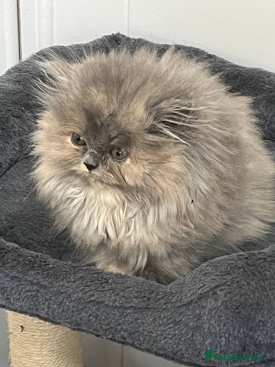 Exotic cats for sale: Stunning Exotic Kittens  - Advert 1