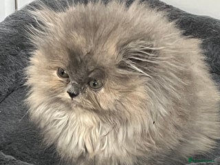 Exotic cats Stunning Exotic Kittens - Advert 3