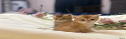 British Shorthair cats for sale: Beautiful British Shorthair Kittens  - Advert 16