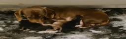 Miniature Dachshund dogs for stud: Cream dachshund stud carrys long - Advert 7