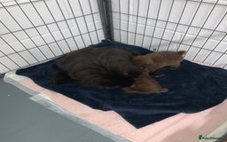 Pomeranian dogs for sale: Chocolate Pomeranian boys - Image 13