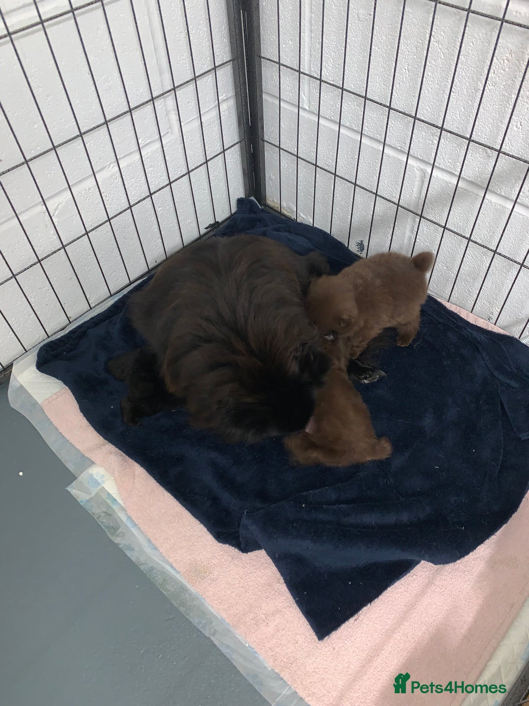 Pomeranian dogs for sale: Chocolate Pomeranian boys - Image 13