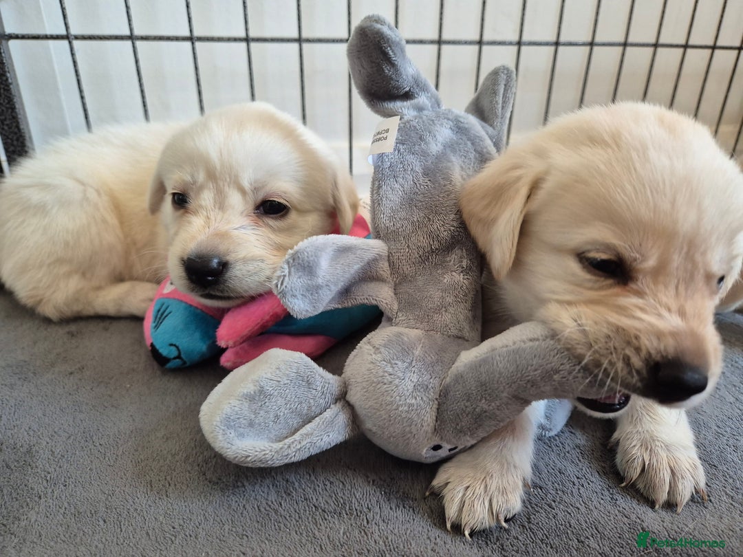 Labrador Retriever dogs for sale: Beautiful labrador puppies for sale - Image 12