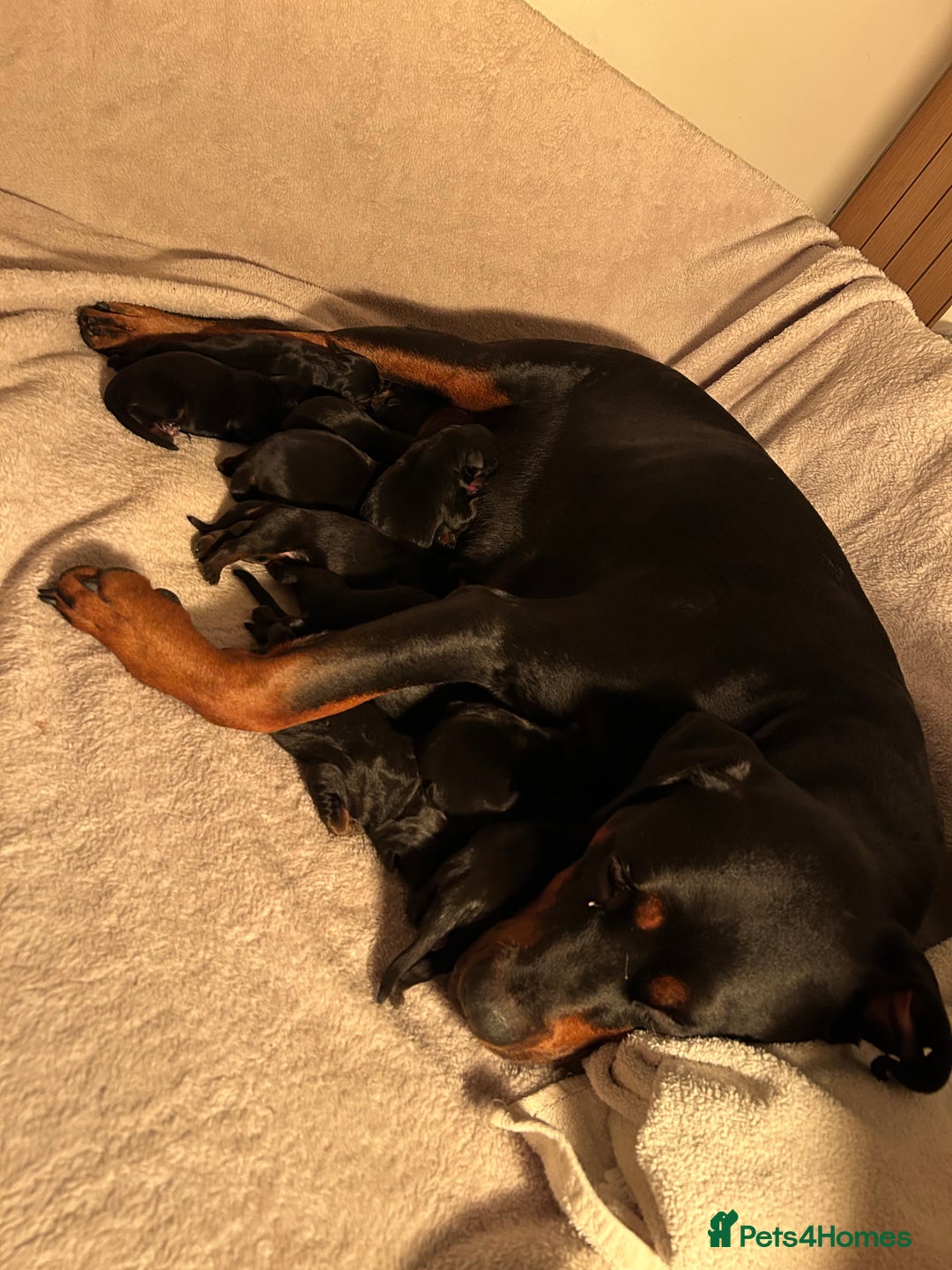 Rottweiler dogs for sale: Ready in 2 weeks bunch of 12 rotwellier puppies  - Advert 12