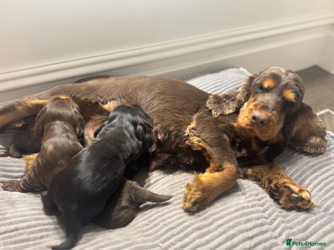 Cocker Spaniel dogs for sale: 100% SHOW TYPE HEALTH TESTED COCKERSPANIELS - Image 8