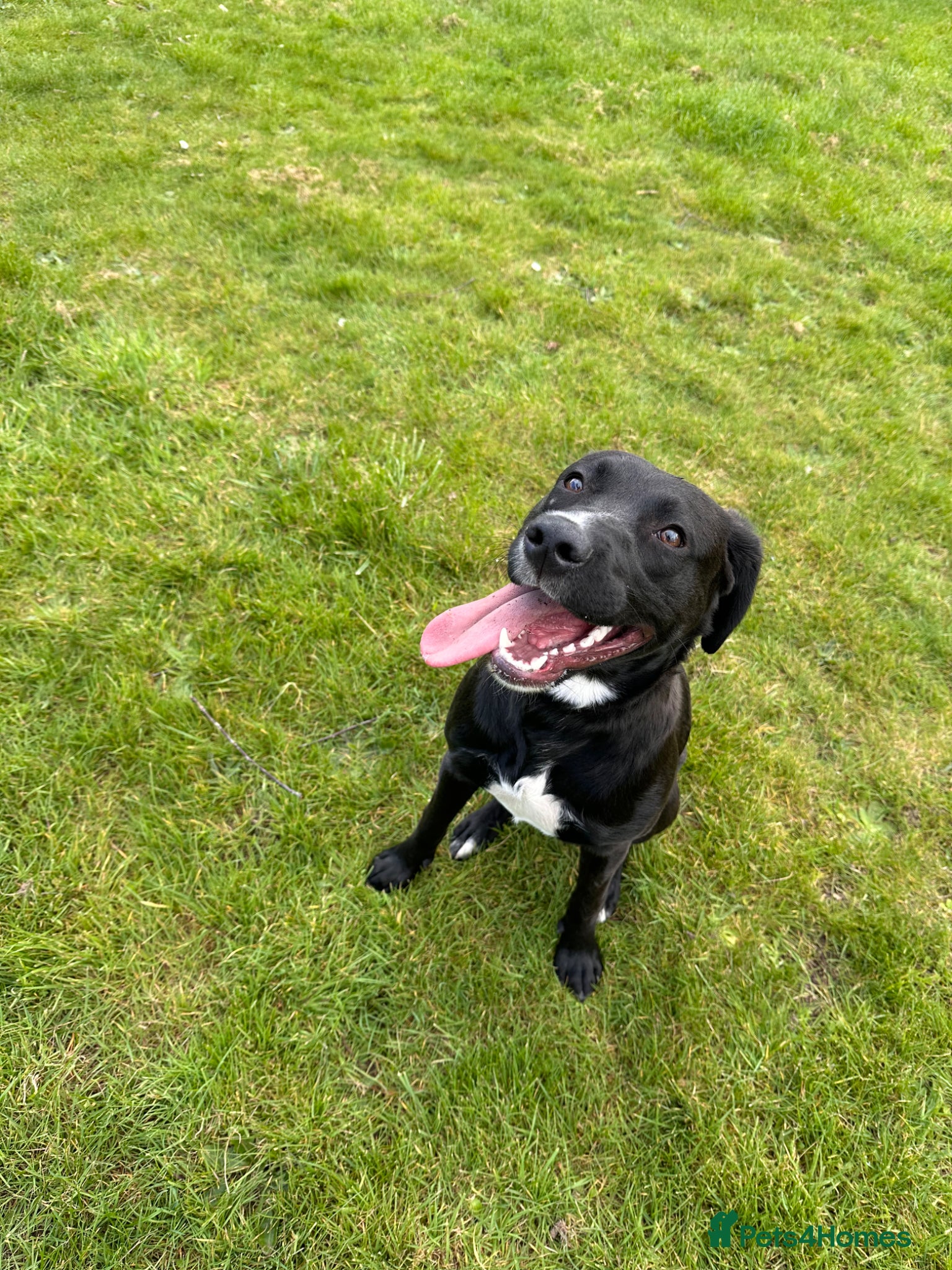 Mixed Breed dogs 9 month mLAB x Lurcher Pup. House trained, cat fri - Advert 1