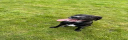 Mixed Breed dogs for sale: 9 month mLAB x Lurcher Pup. House trained, cat fri - Advert 1