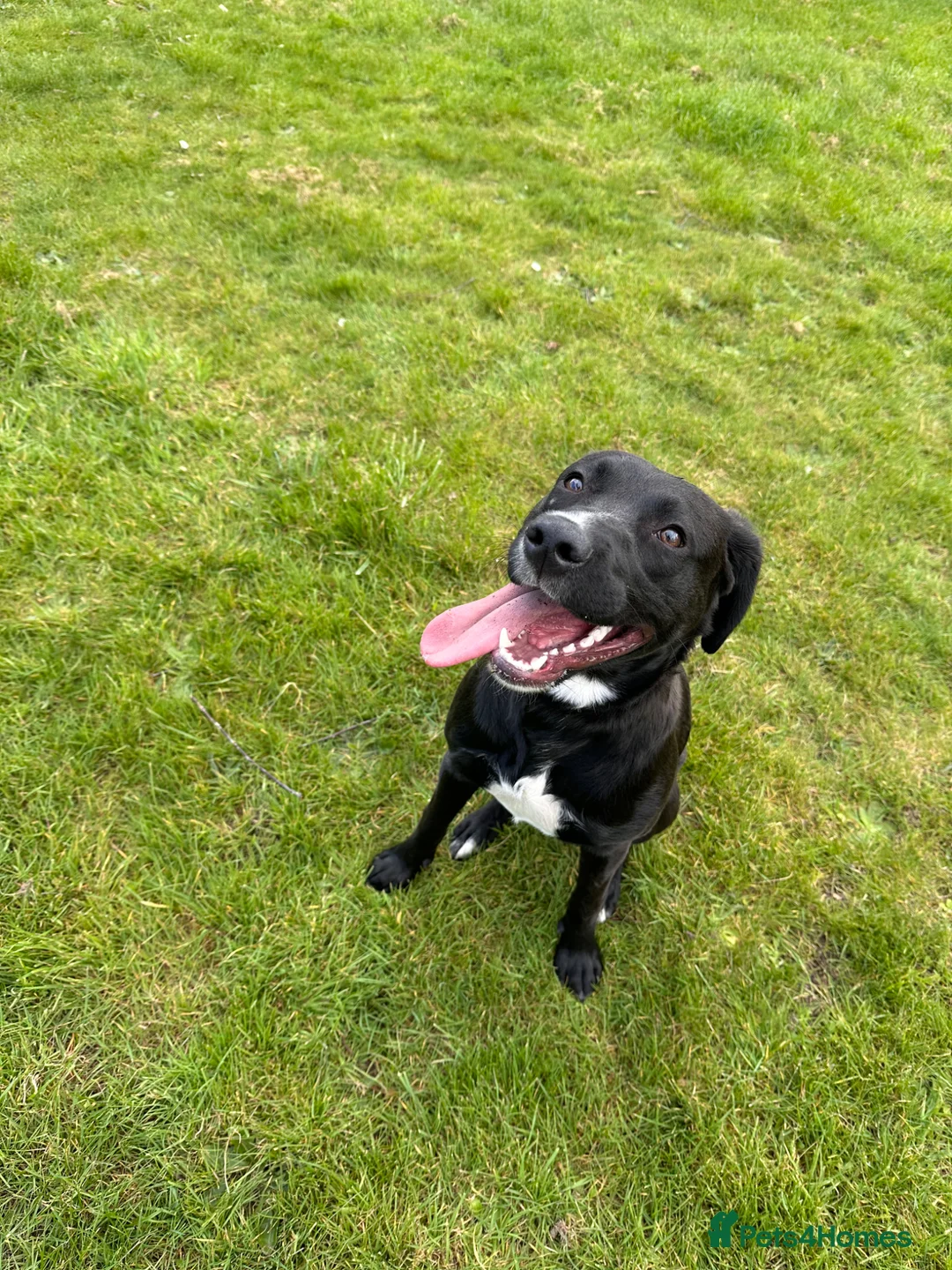 Mixed Breed dogs for sale: 9 month mLAB x Lurcher Pup. House trained, cat fri - Advert 1