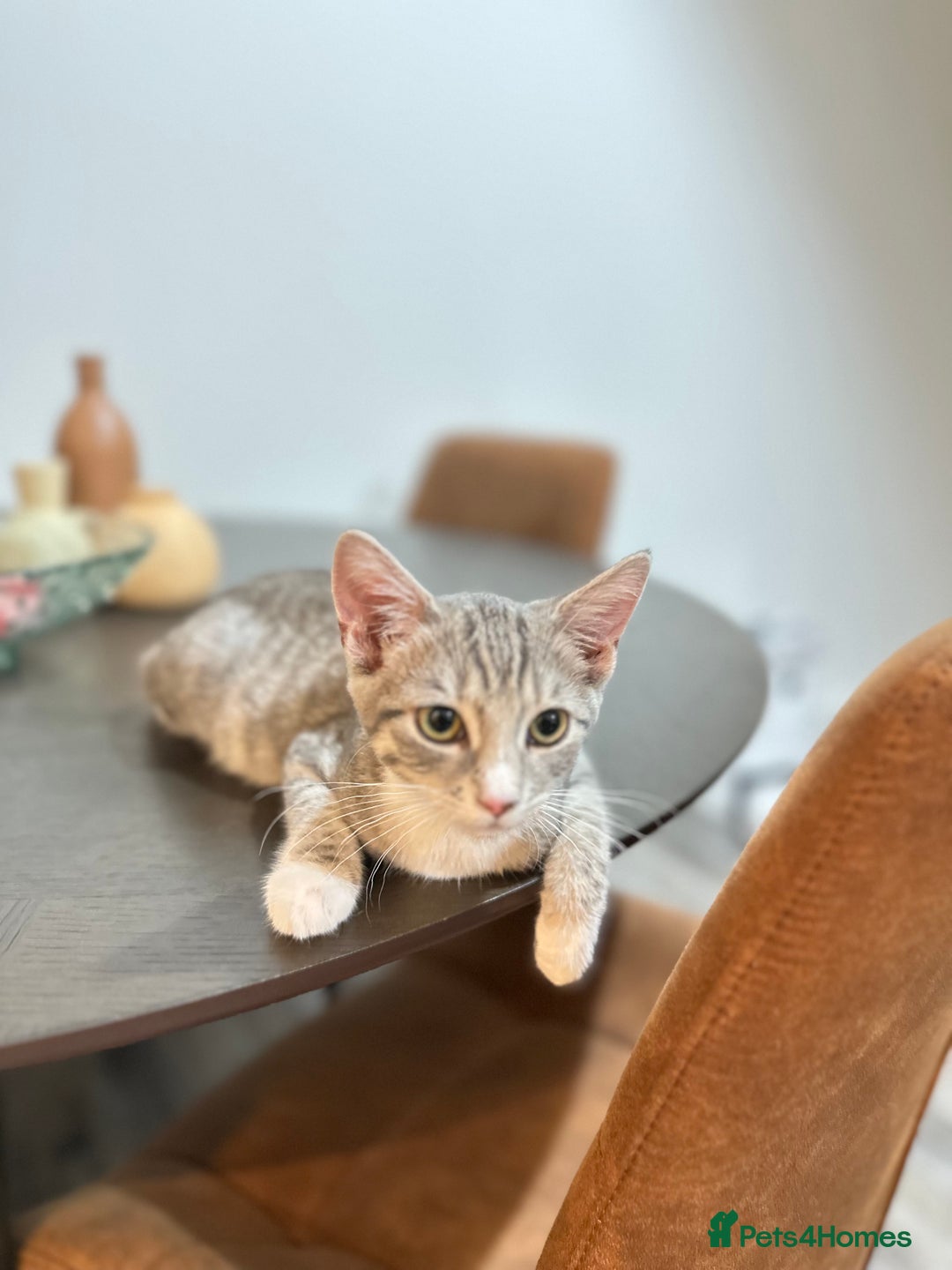 British Shorthair cats for sale: Cute kittens in Leicester - Image 4