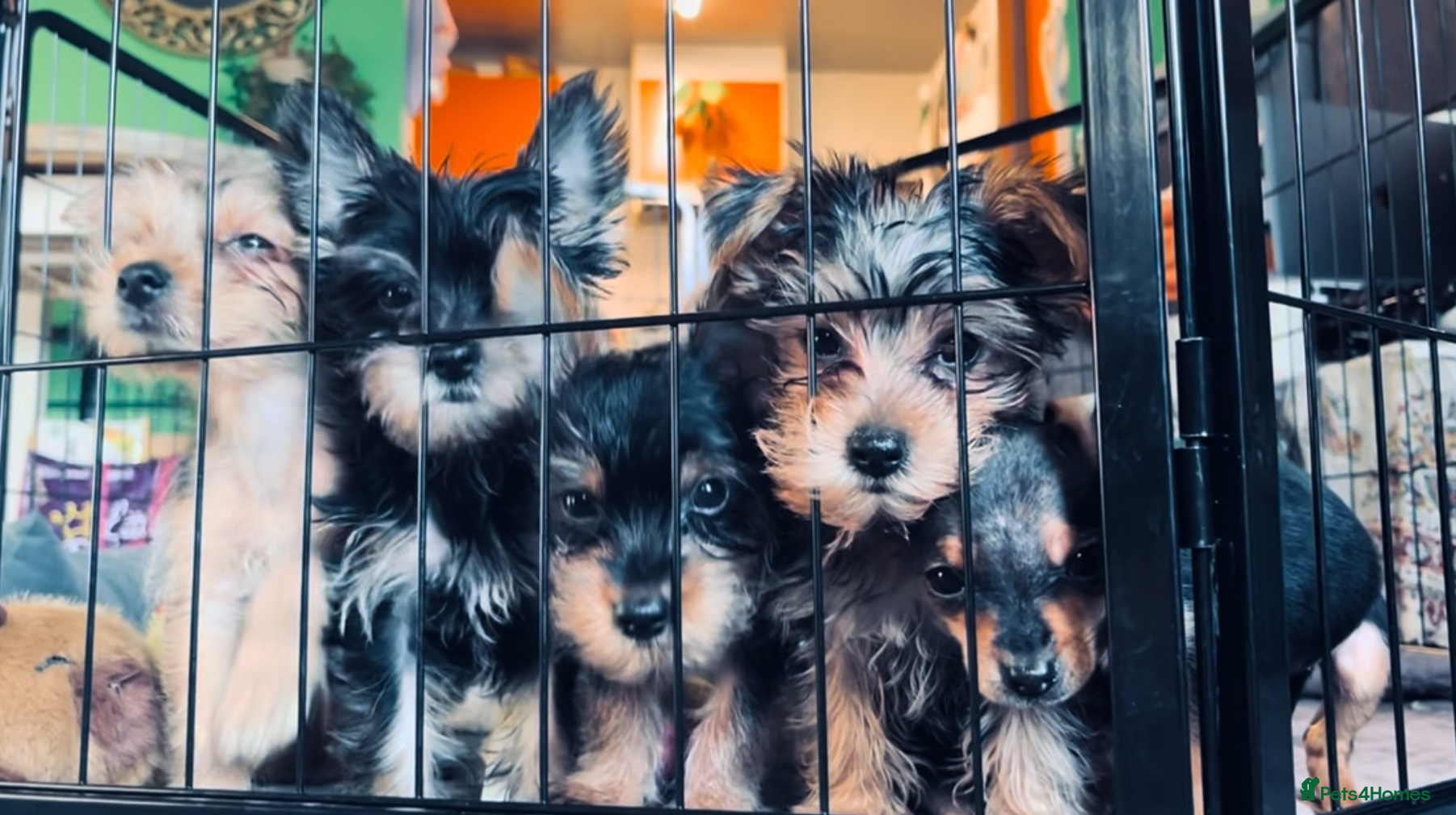 Yorkshire Terrier dogs Pure Yorkshire Terrier Pups - READY NOW 🐾 - Advert 8