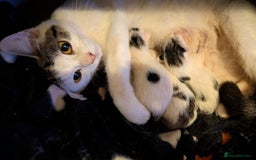 Domestic Shorthair cats for sale: 2 kitten for salle - Image 1