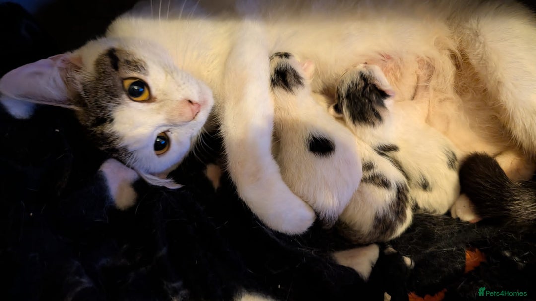 Domestic Shorthair cats for sale: 2 kitten for salle - Image 1