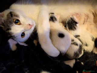 Domestic Shorthair cats for sale - Advert 1