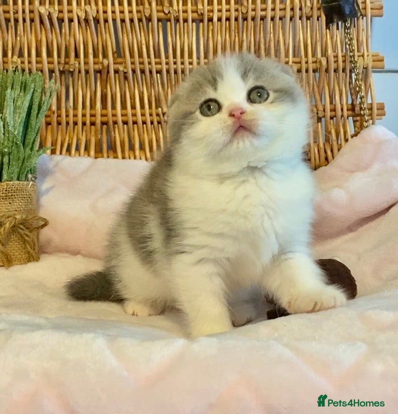 Scottish Fold cats 🧸😻CHAMPION LINE TICA REG SCOTTISH/BSH😻🧸 - Advert 4