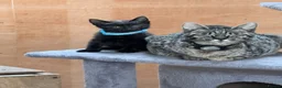 Savannah cats for sale: Savanna x British blue - Advert 5