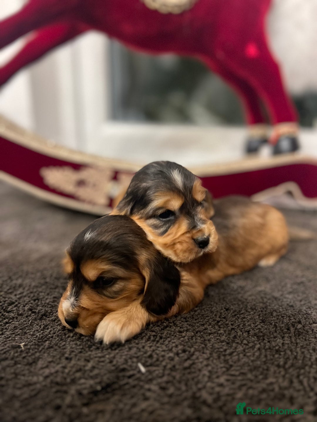 Cocker Spaniel dogs for sale: Show type Cocker spaniel puppies  - Advert 7