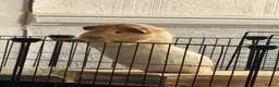 Guinea Pig rodents for sale: MALE older  guinea pig “biscuit”  in Birmingham - Advert 6