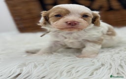 Cavapoo dogs for sale: Mini F1 Cavapoos Exstensively Health Testec  - Image 11