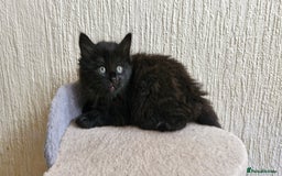 Mixed Breed cats for sale: Two male kittens. Possible delivery. - Advert 3
