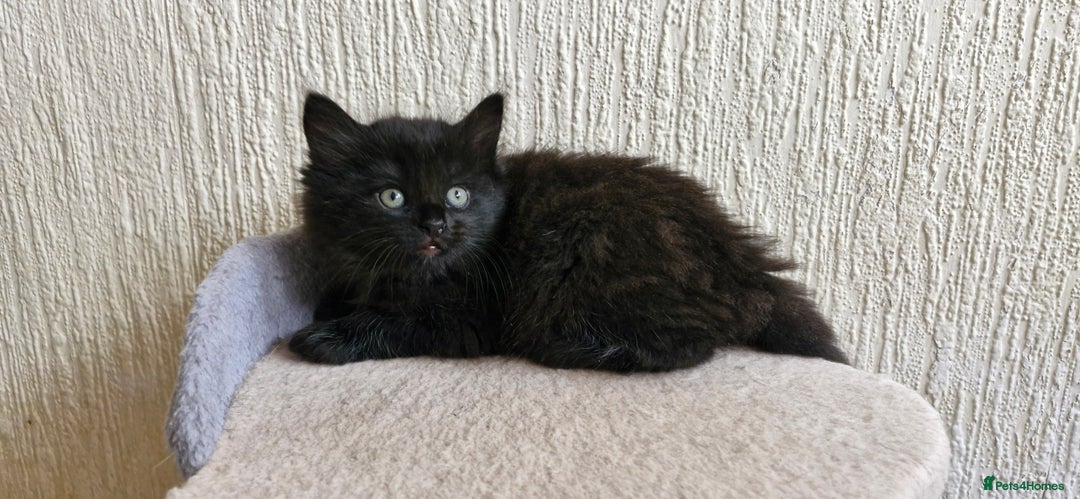 Mixed Breed cats for sale: Two male kittens. Possible delivery. - Advert 3